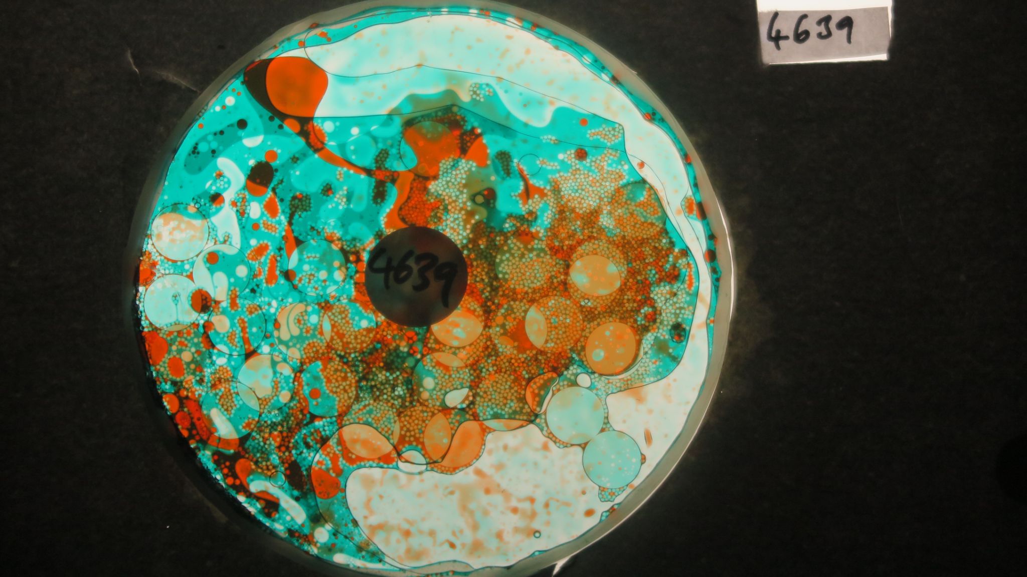 BV4639 bubble vision oil wheel